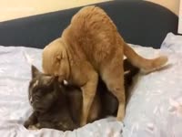 Pet porn cats fucking each other